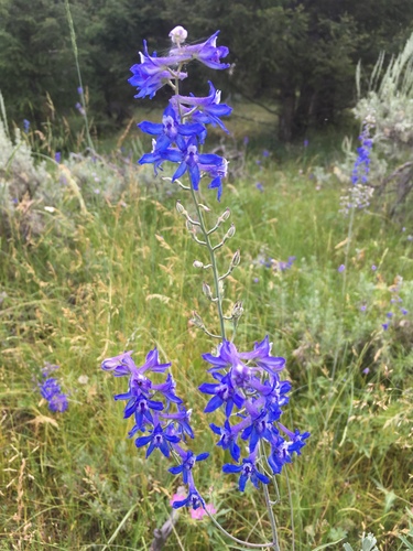 smooth larkspur (Delphinium glaucescens)