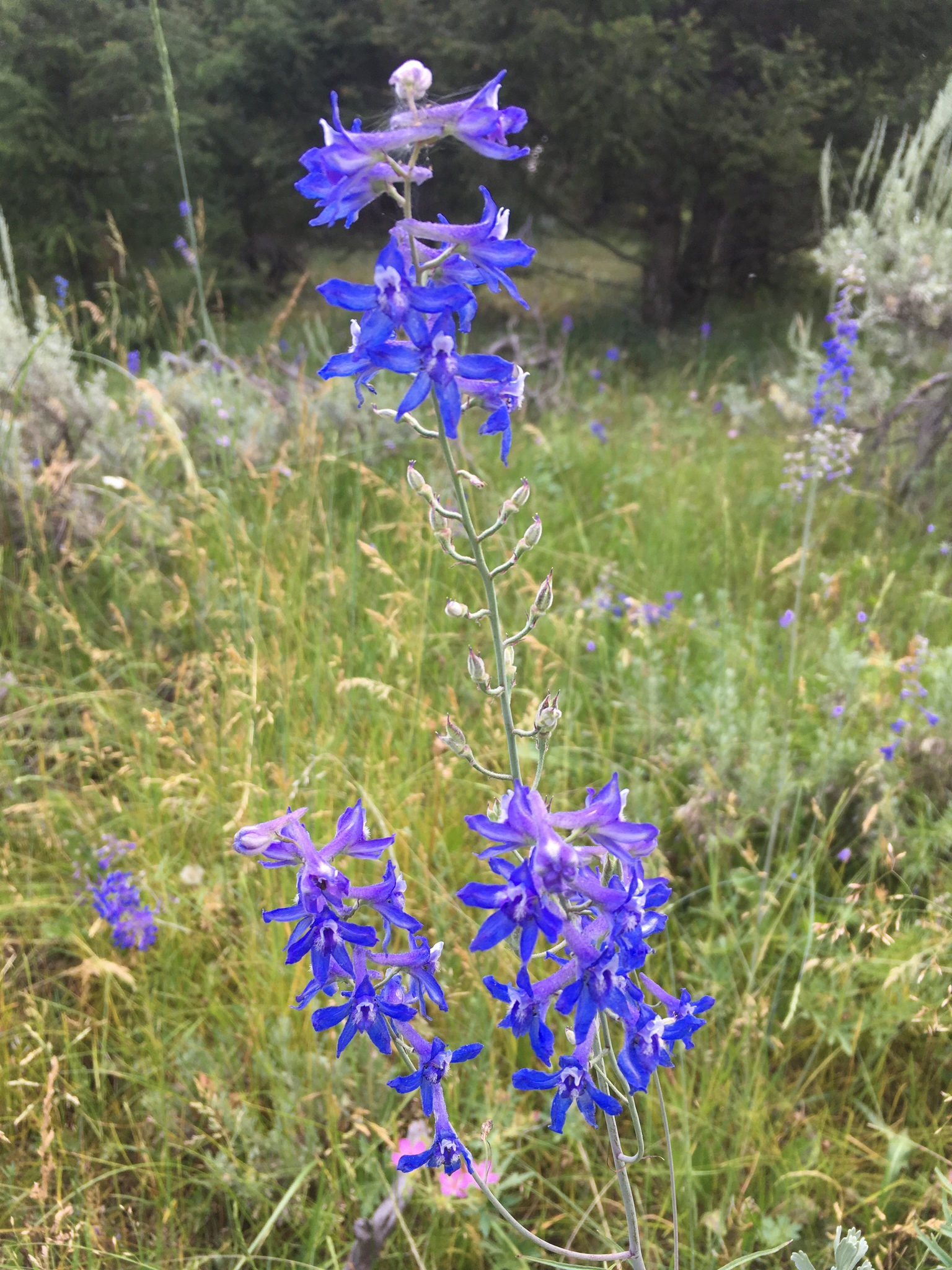 Delphinium glaucescens