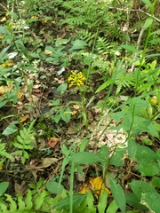 Platanthera cristata