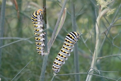 Papilio polyxenes
