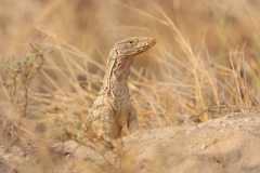 Varanus griseus griseus