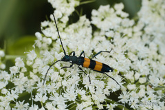 Polyzonus fasciatus
