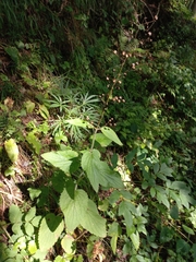 Scrophularia alpestris