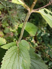 Scrophularia alpestris