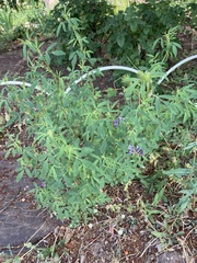 Medicago sativa