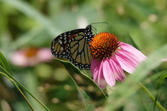 Danaus plexippus