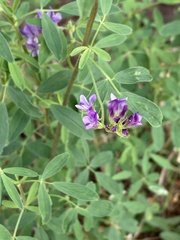 Medicago sativa