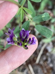 Medicago sativa