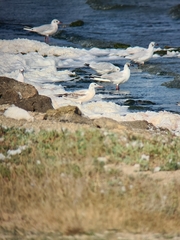 Chroicocephalus genei