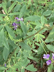Medicago sativa