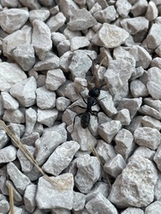 Camponotus vagus