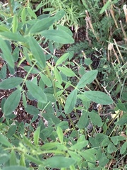 Medicago sativa