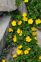 Potentilla ruprechtii