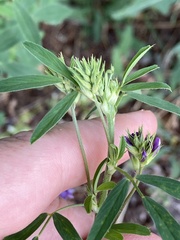 Medicago sativa