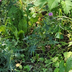 Cirsium vulgare