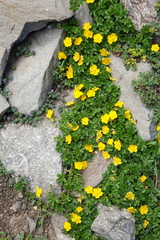 Potentilla ruprechtii
