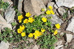 Potentilla ruprechtii