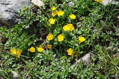 Potentilla ruprechtii