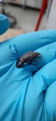 Blatta orientalis