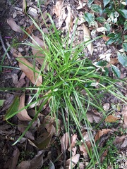 Cyperus sphacelatus