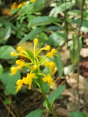 Platanthera cristata