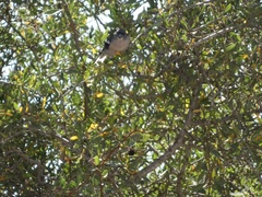 Fringilla coelebs africana