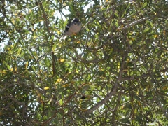Fringilla coelebs africana