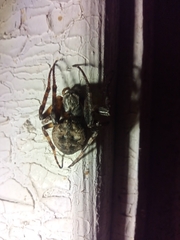 Larinioides ixobolus