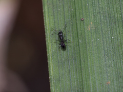 Ochetellus punctatissimus