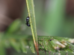 Ochetellus punctatissimus