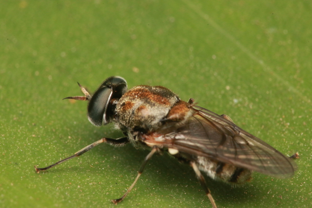 Adoxomyia