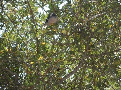 Fringilla coelebs africana