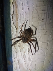 Larinioides ixobolus