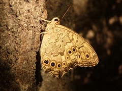 Neope goschkevitschii