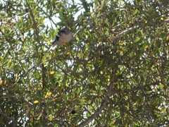 Fringilla coelebs africana