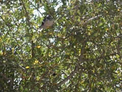 Fringilla coelebs africana