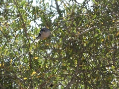Fringilla coelebs africana