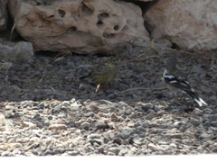 Fringilla coelebs africana