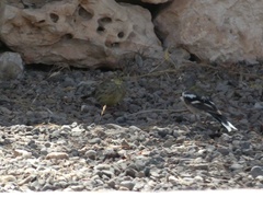 Fringilla coelebs africana