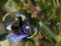 Bombus cullumanus