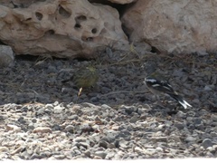 Fringilla coelebs africana