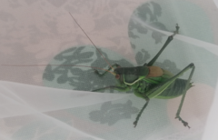 Gampsocleis gratiosa