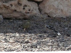 Fringilla coelebs africana