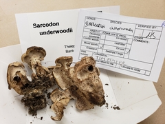 Sarcodon underwoodii image