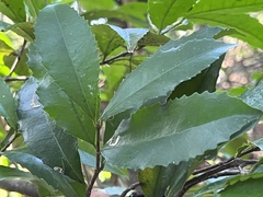 Cassipourea malosana