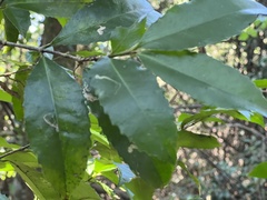 Cassipourea malosana