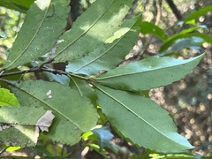 Cassipourea malosana