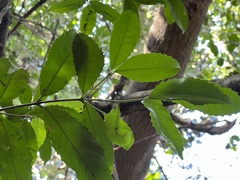 Cassipourea malosana