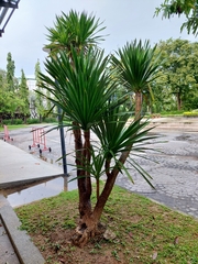 Dracaena cochinchinensis