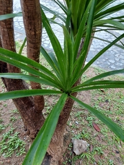 Dracaena cochinchinensis